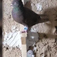 قهویی دم سفید