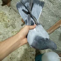 کفتر|پرنده|شیراز, شاپورجان|دیوار