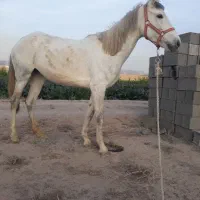 اسب|اسب و تجهیزات اسبسواری|پیشوا, |دیوار