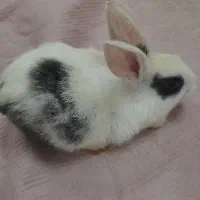 خرگوش ناز پشمالو|موش و خرگوش|رشت, حمیدیان|دیوار