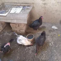 ۴ مرغ تخم گذار
