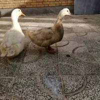 چهارعدد اردک دوتانر دوتاماده
