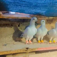 جوجه شامی