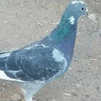 یک عدد پلاکی جونگ نر