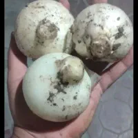 موسیر کوهی درجه یک