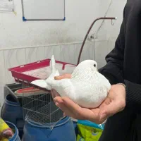 کبوتر سفید کله پفکی|پرنده|قائم‌شهر, |دیوار