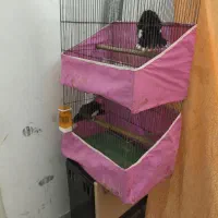 مرغ مینا یک جفت نر و ماده  ک آماده جفت گیری