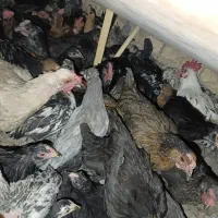 مرغ و خروس محلی|حیوانات مزرعه|شیراز, شهرک مهدی‌آباد|دیوار