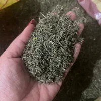 اویشن کوهی