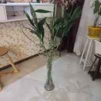 گل بامبو۵عددبا گلدان|گل مصنوعی|تهران, قاسمآباد|دیوار