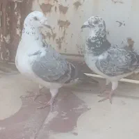 جفت پلاکی عتیقه