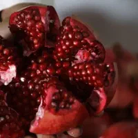 پخش نهال انار قندهار لیبل دار یکساله و دوساله