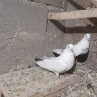 توک دم دمسیاه کبوتر|پرنده|لالجین, |دیوار