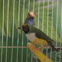 فنچ گلدین کرواتی ستاره‌ای بنگالی کینگ نرگسی‌ایزابل