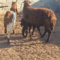 گوسفند مطفل|حیوانات مزرعه|شادگان, |دیوار