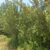 باغچه نقلی ۱۲۰۰ متر با درختان مثمر، بوئین زهرا،شال|فروش زمین و ملک کلنگی|شال, |دیوار