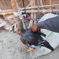 مرغ فروشی فوری ۴ عدد|حیوانات مزرعه|سراوان, |دیوار