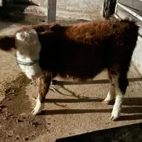 گوساله ماده سیمینتال|حیوانات مزرعه|مسجد سلیمان, |دیوار