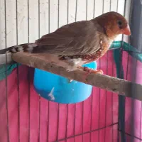 فنج کینگ انگلیسی وگلدین