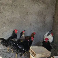 خروس ۴۰ تاج