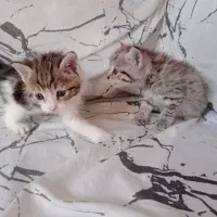 بچه گربه خانگی،واکسن خورده.