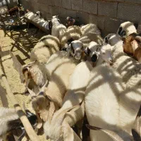 گوسفند  کهره