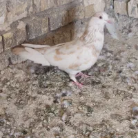 گرفتنی|پرنده|خرمشهر, |دیوار