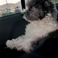 سگ شیتزو|سگ|شیراز, گویم|دیوار