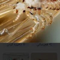 ازش حشرات موزی راحت شوید