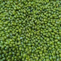 فروش ماش