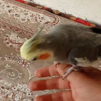 عروس هلندی|پرنده|نجف‌آباد, یزدانشهر|دیوار