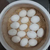 تخم مرغ گلین