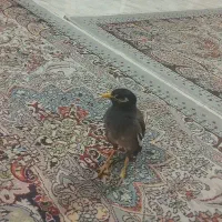 مرغ مینای سخنگو