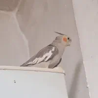 دو پرنده عروس هلندی نر و ماده|پرنده|نقده, |دیوار