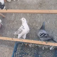 حیوون درجه یک|پرنده|وحیدیه, |دیوار