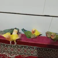 جوجه کوتوله تازه دونخور