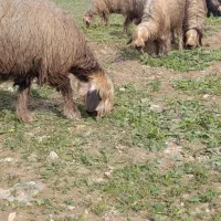 میش روزگاری|حیوانات مزرعه|گتوند, |دیوار