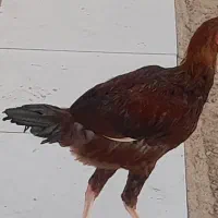 خروس و جوجه خروس|حیوانات مزرعه|زابل, |دیوار