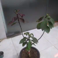 گلسرای پیچک|گل و گیاه طبیعی|خوی, |دیوار