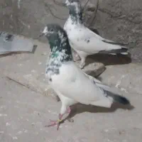 2 جفت کبوتر  فروشی