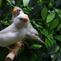 فنچ زبرا انگلیسی