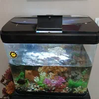 آکواریوم|ماهی|کرج, گوهردشت|دیوار