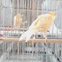 قناری جوان