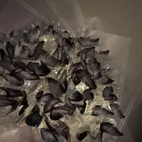 گل پروانه ای