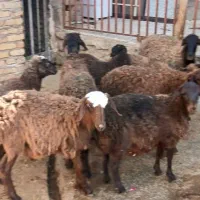 بره ماده|حیوانات مزرعه|شیرین‌سو, |دیوار