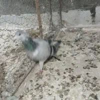 کبوتر|پرنده|بجنورد, |دیوار