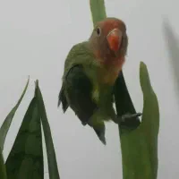 جوجه طوطی برزیلی صورت هلویی خوشکل