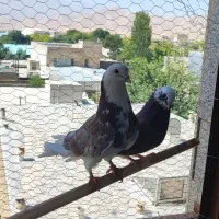 بجفت کبوتر شازده عتیقه