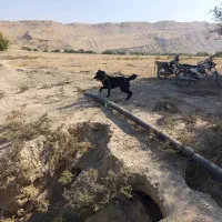 نلیطز|سگ|بهبهان, |دیوار