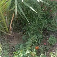 باغبانی تمیز کردن نخل وباغچه|خدمات باغبانی و درختکاری|آبادان, |دیوار